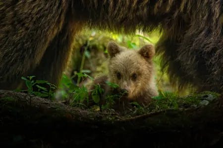 En bjørneunge titter fram mellom beina på moren. Fotografi.
